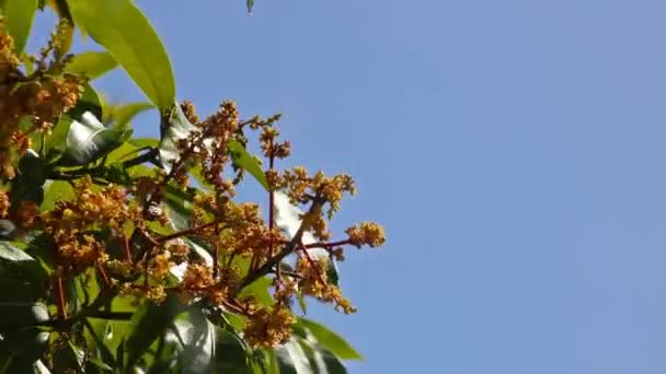 Zelený Strom Listí Květy Pohybující Proti Modré Obloze — Stock video