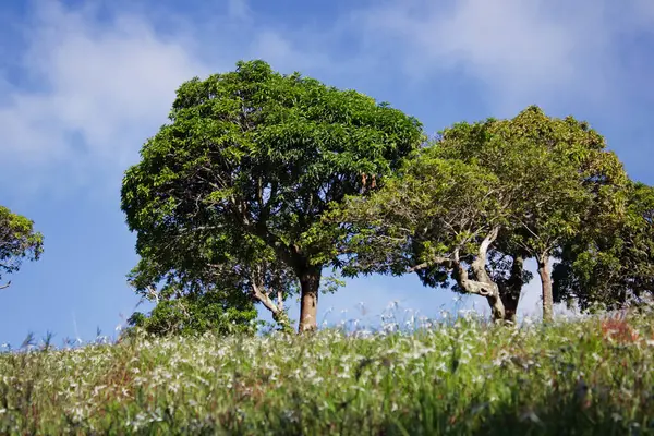 Bu çayırların beyaz çiçeklerin, mavi gökyüzü olan yeşil ağaçların doğal bir fotoğrafı.