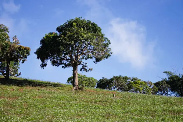 Bu çayırların beyaz çiçeklerin, mavi gökyüzü olan yeşil ağaçların doğal bir fotoğrafı.