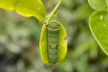 Kelebek tırtılı, böcek