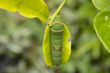Kelebek tırtılı, böcek