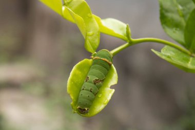 Kelebek tırtılı, böcek