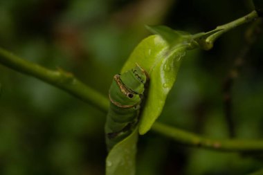 Kelebek tırtılı, böcek