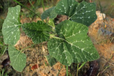 Genç balkabağı bitkileri henüz kabak üretemedi. Bir aylık bir balkabağı bitkisi ve henüz meyve üretmedi.