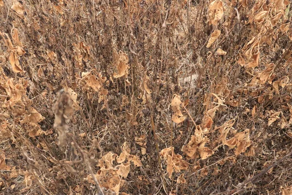 Dried plant is brown. Abstract and natural background