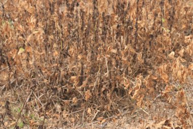 Kurumuş bitkiler kahverengi ve odaksız. Soyut ve doğal arkaplan