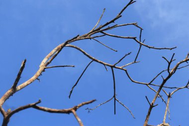 Güzel mavi bir arkaplanda dalları olan kuru ağaç dalları
