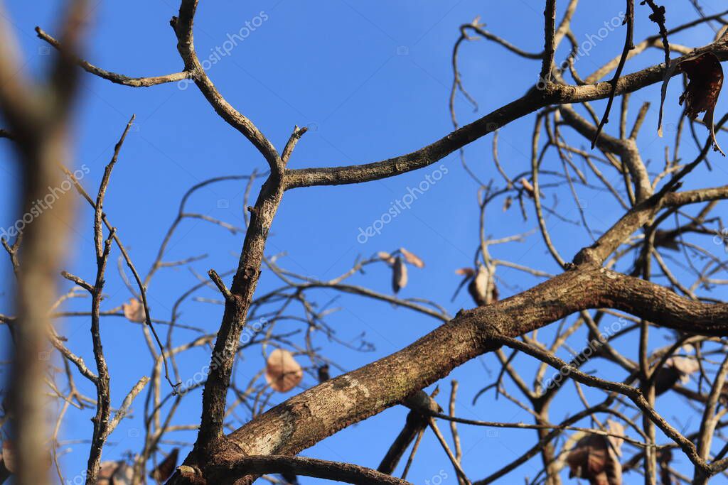 Ramitas de árboles secos con ramas sobre un hermoso fondo azul del