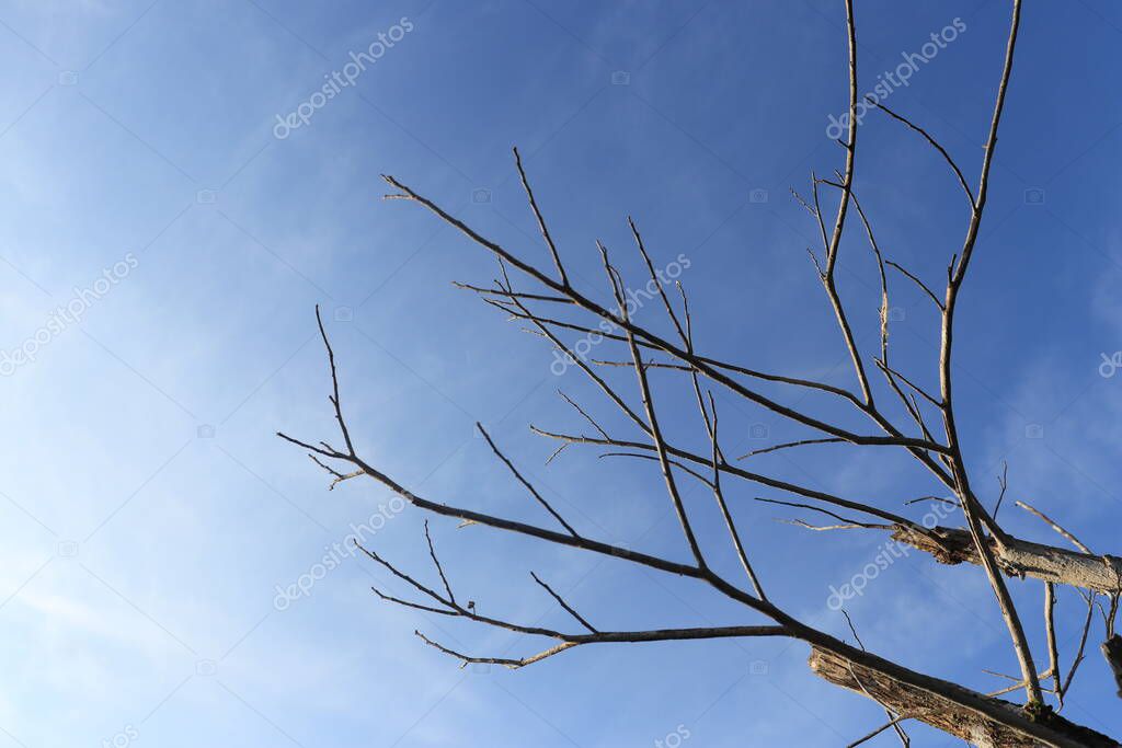 Ramitas de árboles secos con ramas sobre un hermoso fondo azul del