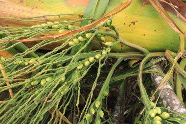 Palm Caddesi 'ndeki Areca Nut Flower' ı kapatın. Namı diğer Areca Catechu çiçeği 