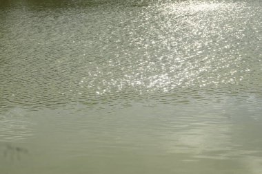 Rüzgardan dolayı balık havuzunda su dalgaları var. Su arkaplanı dokusu 