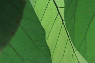 Yeşil Tik yaprağı ve ağ örümceği güzel doğal desenli. 