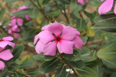 Pembe renkli Catharanthus Roseus Çiçeği ayrıca Vinca Rosea olarak da bilinir. Memleketi Madagaskar 'dır. Bu bitki süs ve tıbbi bitki olarak kullanılıyor..