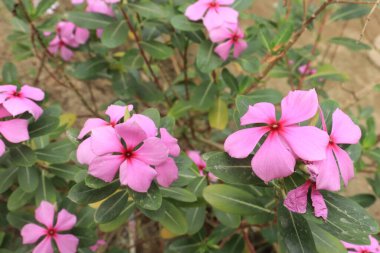 Pembe renkli Catharanthus Roseus Çiçeği ayrıca Vinca Rosea olarak da bilinir. Memleketi Madagaskar 'dır. Bu bitki süs ve tıbbi bitki olarak kullanılıyor..