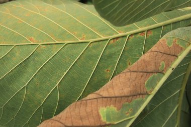 Küçük sarı ayçiçeği yeşil yaprağı. Doğa düzeni ve arka plan anahtarı: