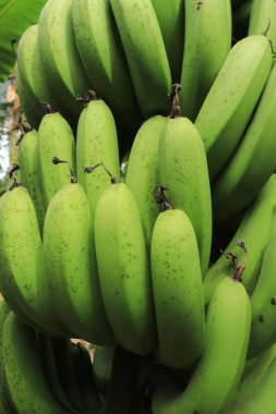 Yeşillik muzları kapatın. Doğal Desen ve arkaplan