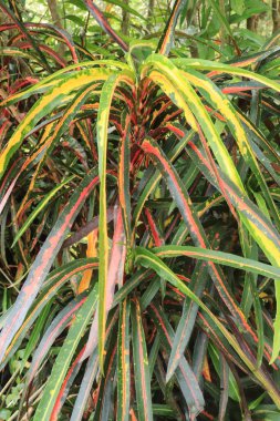  Croton bitkisi veya Codiaeum variegatum (L) Rumph. Eski A.Juss 'un uzun yaprakları var. Doğal arkaplan