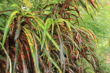  Croton bitkisi veya Codiaeum variegatum (L) Rumph. Eski A.Juss 'un uzun yaprakları var. Doğal arkaplan