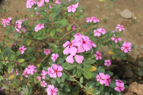 Ροζ Χρώμα Catharanthus Roseus Flower Επίσης Γνωστή Vinca Rosea Πατρίδα — Φωτογραφία Αρχείου