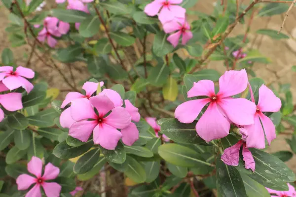 ピンク色のカタランサス ロセウスの花は ビンカ ロセア Vinca Rosea とも呼ばれる 出身地はマダガスカル 観賞用 薬用植物として使用される植物 — ストック写真