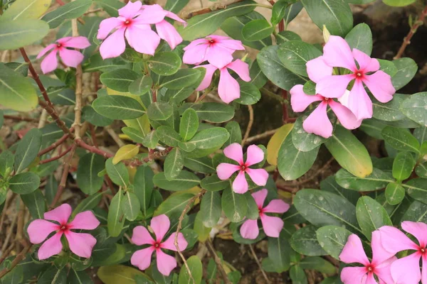 ピンク色のカタランサス ロセウスの花は ビンカ ロセア Vinca Rosea とも呼ばれる 出身地はマダガスカル 観賞用 薬用植物として使用される植物 — ストック写真