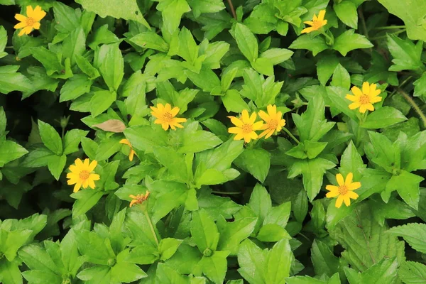 黄色の小さなひまわりの緑の葉 自然パターンと背景キー — ストック写真