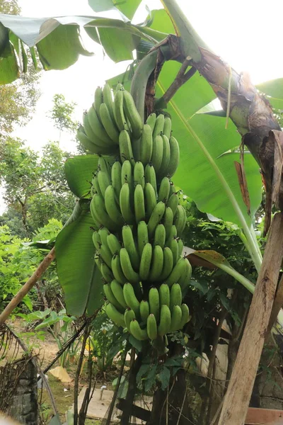 Κοντινό Πλάνο Πράσινες Μπανάνες Φυσικό Μοτίβο Και Φόντο — Φωτογραφία Αρχείου
