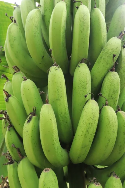 バンチの緑のバナナを閉じます 自然パターンと背景 — ストック写真