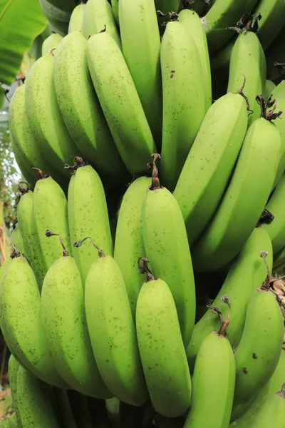 Впритул Букет Зелених Бананів Природний Візерунок Фон — стокове фото