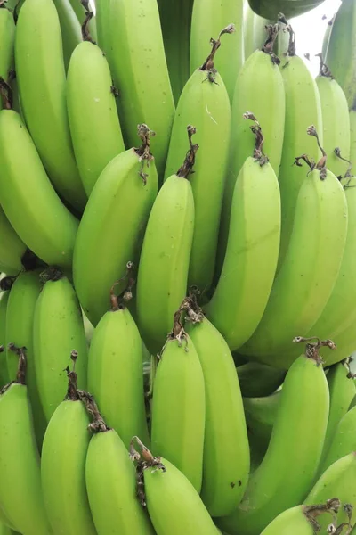 Primer Plano Del Racimo Plátanos Verdes Patrón Natural Fondo —  Fotos de Stock