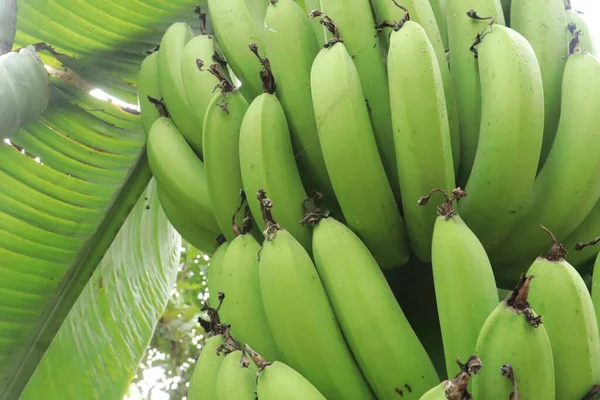 Впритул Букет Зелених Бананів Природний Візерунок Фон — стокове фото
