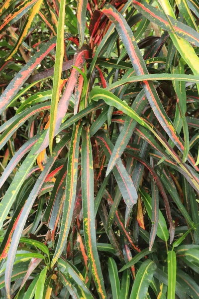Croton Plant Codiaeum Variegatum Rumph Juss Heeft Lange Bladeren Natuurlijke — Stockfoto