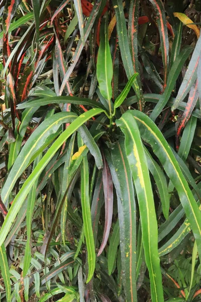 Croton Plant Codiaeum Variegatum Rumph Juss Heeft Lange Bladeren Natuurlijke — Stockfoto