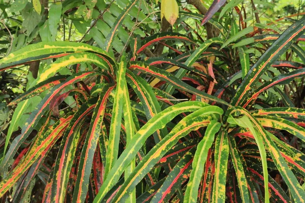 Растение Кротон Codiaeum Varragatum Бывшего Джасса Длинные Листья Естественный Фон — стоковое фото