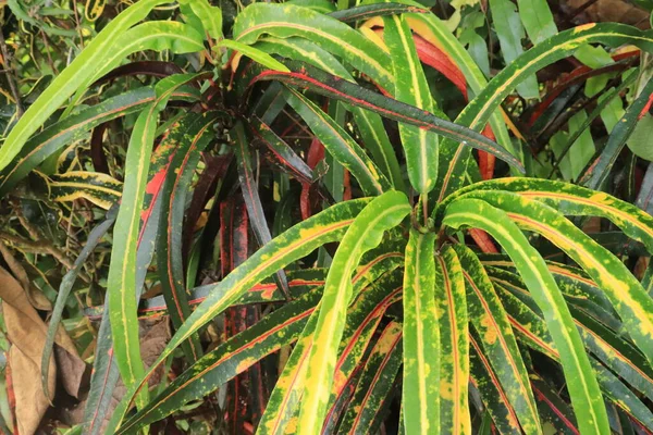 Croton Plant Codiaeum Variegatum Rumph Juss有很长的叶子 自然背景 — 图库照片