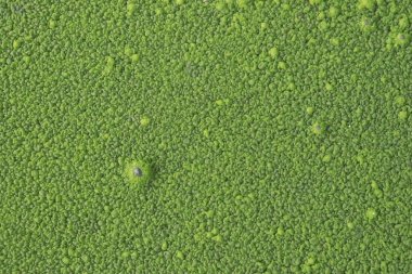 Blooming blue-green algae (Cyanobacteria)and. Water pollution of rivers and lakes with harmful algal blooms. It is world environmental problem. Ecology concept of polluted nature. 