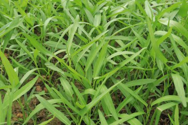 Green water spinach plants in growth at vegetable garden, vegetable in southeast asia,Indonesia and China 