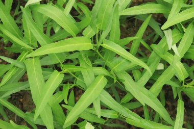 Green water spinach plants in growth at vegetable garden, vegetable in southeast asia, Indonesia and China 