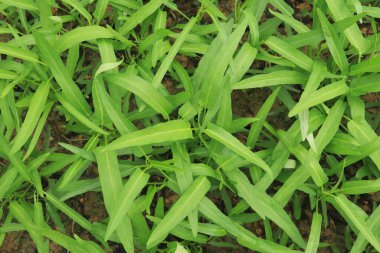 Green water spinach plants in growth at vegetable garden, vegetable in southeast asia, Indonesia and China 