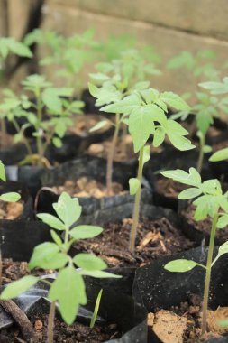 Poşette küçük domates bitkileri yetişiyor. Organik çiftlikte sonbahar sebze hasadı.