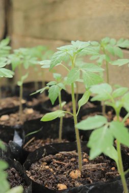 Poşette küçük domates bitkileri yetişiyor. Organik çiftlikte sonbahar sebze hasadı.