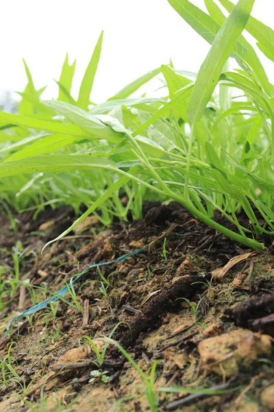 Зеленая Вода Шпинат Растений Выращивании Огороде Овощи Юго Восточной Азии — стоковое фото