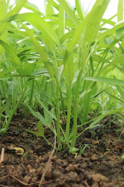 Green water spinach plants in growth at vegetable garden, vegetable in southeast asia, indonesia and China