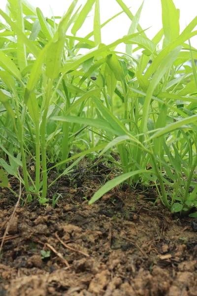 Зеленая Вода Шпинат Растений Выращивании Огороде Овощи Юго Восточной Азии — стоковое фото