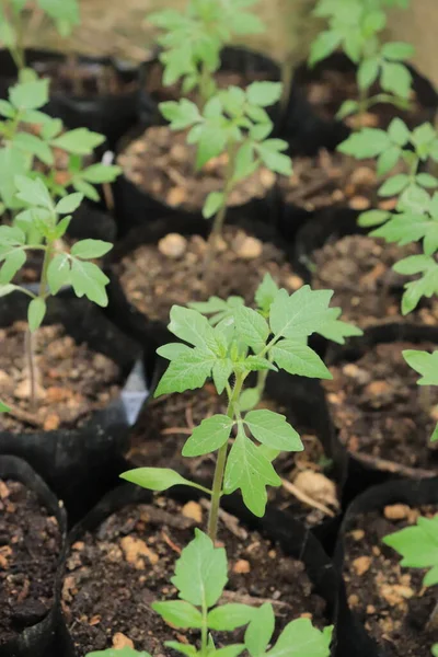 Kleine Tomatenplanten Groeien Polyzak Herfst Groenteoogst Biologische Boerderij — Stockfoto
