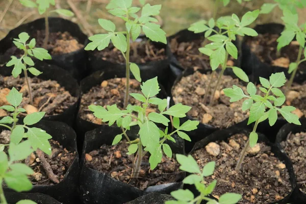 Kleine Tomatenplanten Groeien Polyzak Herfst Groenteoogst Biologische Boerderij — Stockfoto