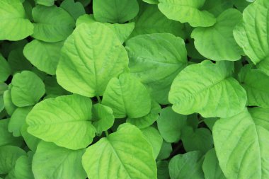 Endonezya 'da sağlık ve diyet programları için ıspanak (amaranthus) yeşil yapraklı sebze. Duvar kağıdı desen arkaplanı 