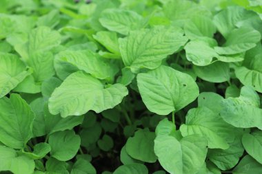 Endonezya 'da sağlık ve diyet programları için ıspanak (amaranthus) yeşil yapraklı sebze. Duvar kağıdı desen arkaplanı 