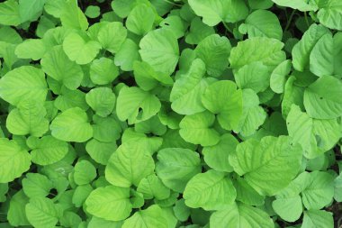 Endonezya 'da sağlık ve diyet programları için ıspanak (amaranthus) yeşil yapraklı sebze. Duvar kağıdı desen arkaplanı 