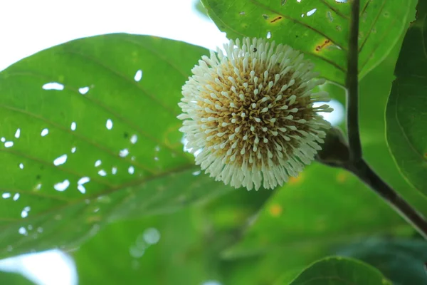 마르키아 열매이다 코로나 바이러스처럼 노랗게 생겼습니다 남아시아와 인도네시아에서 자라고 있습니다 — 스톡 사진